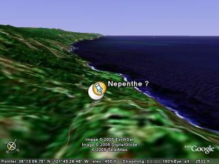 Nepenthe ?